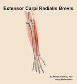 The extensor carpi radialis brevis muscle of the forearm - orientation 5