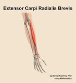 The extensor carpi radialis brevis muscle of the forearm - orientation 6