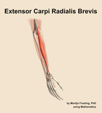 The extensor carpi radialis brevis muscle of the forearm - orientation 7