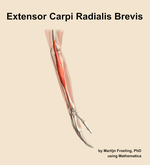 The extensor carpi radialis brevis muscle of the forearm - orientation 8