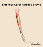 The extensor carpi radialis brevis muscle of the forearm - orientation 9