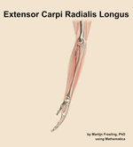 The extensor carpi radialis longus muscle of the forearm - orientation 1
