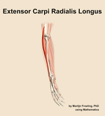 The extensor carpi radialis longus muscle of the forearm - orientation 10