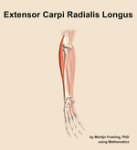 The extensor carpi radialis longus muscle of the forearm - orientation 11