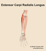 The extensor carpi radialis longus muscle of the forearm - orientation 12
