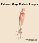 The extensor carpi radialis longus muscle of the forearm - orientation 13