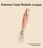 The extensor carpi radialis longus muscle of the forearm - orientation 14