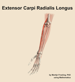 The extensor carpi radialis longus muscle of the forearm - orientation 15