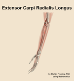 The extensor carpi radialis longus muscle of the forearm - orientation 16