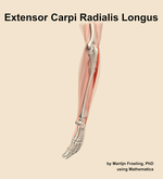 The extensor carpi radialis longus muscle of the forearm - orientation 2