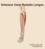 The extensor carpi radialis longus muscle of the forearm - orientation 3
