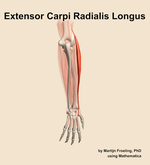 The extensor carpi radialis longus muscle of the forearm - orientation 4