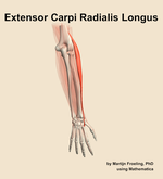 The extensor carpi radialis longus muscle of the forearm - orientation 5