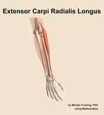 The extensor carpi radialis longus muscle of the forearm - orientation 6