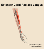 The extensor carpi radialis longus muscle of the forearm - orientation 7
