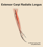 The extensor carpi radialis longus muscle of the forearm - orientation 8