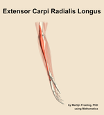 The extensor carpi radialis longus muscle of the forearm - orientation 9