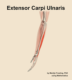 The extensor carpi ulnaris muscle of the forearm - orientation 1