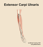 The extensor carpi ulnaris muscle of the forearm - orientation 10
