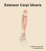 The extensor carpi ulnaris muscle of the forearm - orientation 12