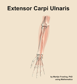 The extensor carpi ulnaris muscle of the forearm - orientation 13