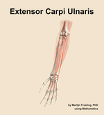 The extensor carpi ulnaris muscle of the forearm - orientation 14