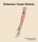 The extensor carpi ulnaris muscle of the forearm - orientation 15