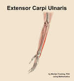 The extensor carpi ulnaris muscle of the forearm - orientation 16