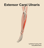 The extensor carpi ulnaris muscle of the forearm - orientation 2