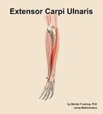 The extensor carpi ulnaris muscle of the forearm - orientation 3