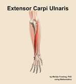 The extensor carpi ulnaris muscle of the forearm - orientation 4