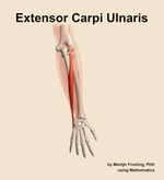The extensor carpi ulnaris muscle of the forearm - orientation 5