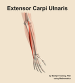 The extensor carpi ulnaris muscle of the forearm - orientation 6