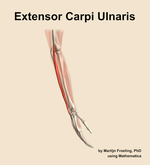 The extensor carpi ulnaris muscle of the forearm - orientation 8