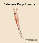 The extensor carpi ulnaris muscle of the forearm - orientation 9