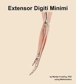 The extensor digiti minimi muscle of the forearm - orientation 1