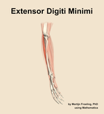 The extensor digiti minimi muscle of the forearm - orientation 10