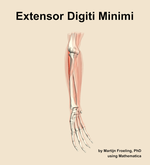 The extensor digiti minimi muscle of the forearm - orientation 11