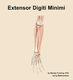 The extensor digiti minimi muscle of the forearm - orientation 12