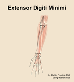 The extensor digiti minimi muscle of the forearm - orientation 13