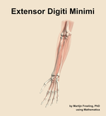 The extensor digiti minimi muscle of the forearm - orientation 14
