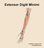 The extensor digiti minimi muscle of the forearm - orientation 15