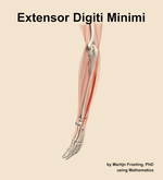 The extensor digiti minimi muscle of the forearm - orientation 2