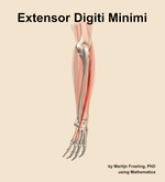 The extensor digiti minimi muscle of the forearm - orientation 3