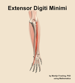 The extensor digiti minimi muscle of the forearm - orientation 4