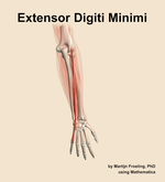 The extensor digiti minimi muscle of the forearm - orientation 5