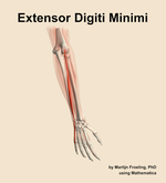 The extensor digiti minimi muscle of the forearm - orientation 6