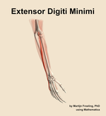 The extensor digiti minimi muscle of the forearm - orientation 7