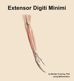 The extensor digiti minimi muscle of the forearm - orientation 8