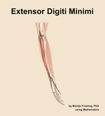 The extensor digiti minimi muscle of the forearm - orientation 9